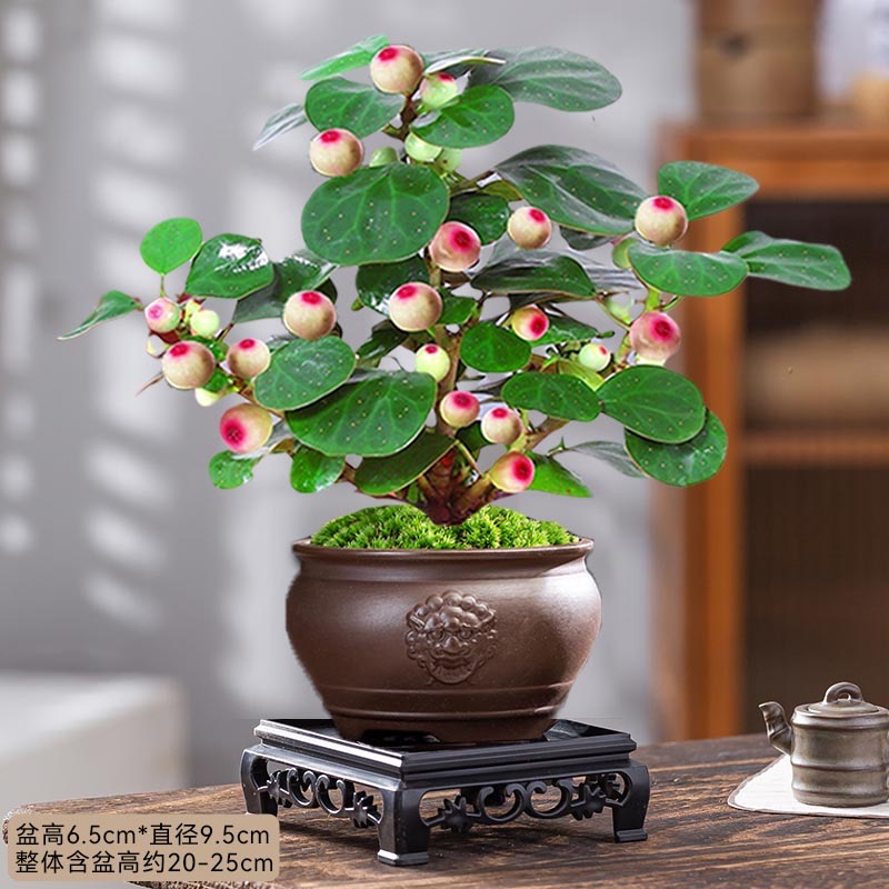 小盼菩提室内绿植花卉菩提树中式禅意桌面摆件饰物好养绿植盆景