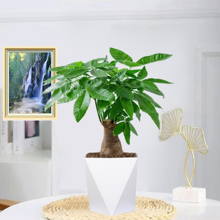 发财树盆栽室内绿植花卉盆栽
