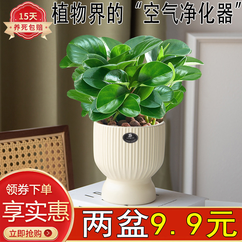 碧玉盆栽绿植室内客厅好养活四季常青净化空气豆瓣绿桌面宝贝陶瓷