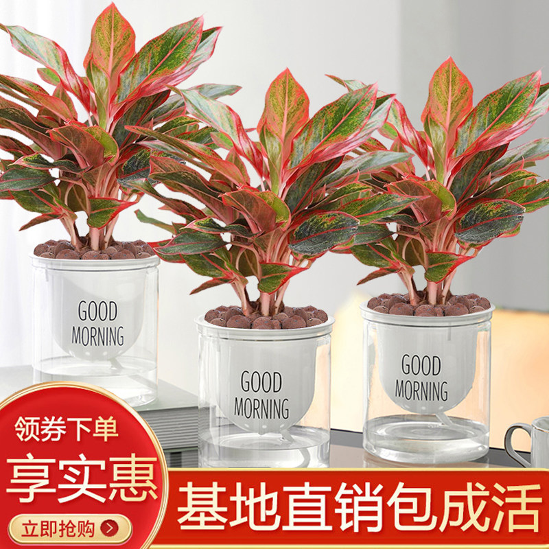 大万年红盆栽绿植室内客厅好养易活四季红火美观彩叶植物懒人自吸