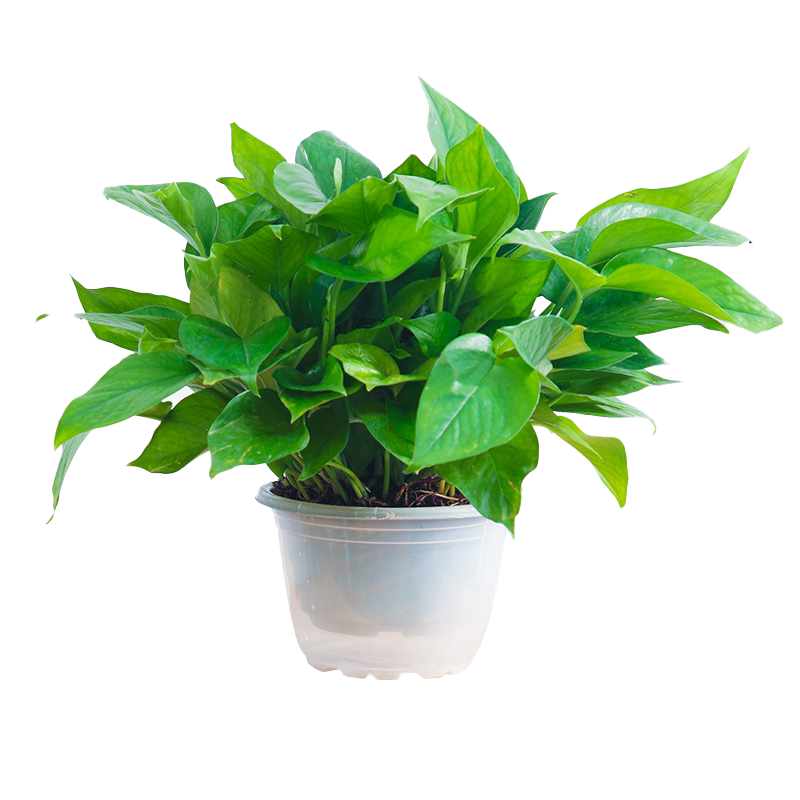 绿萝植物室内四季常青懒人好养活