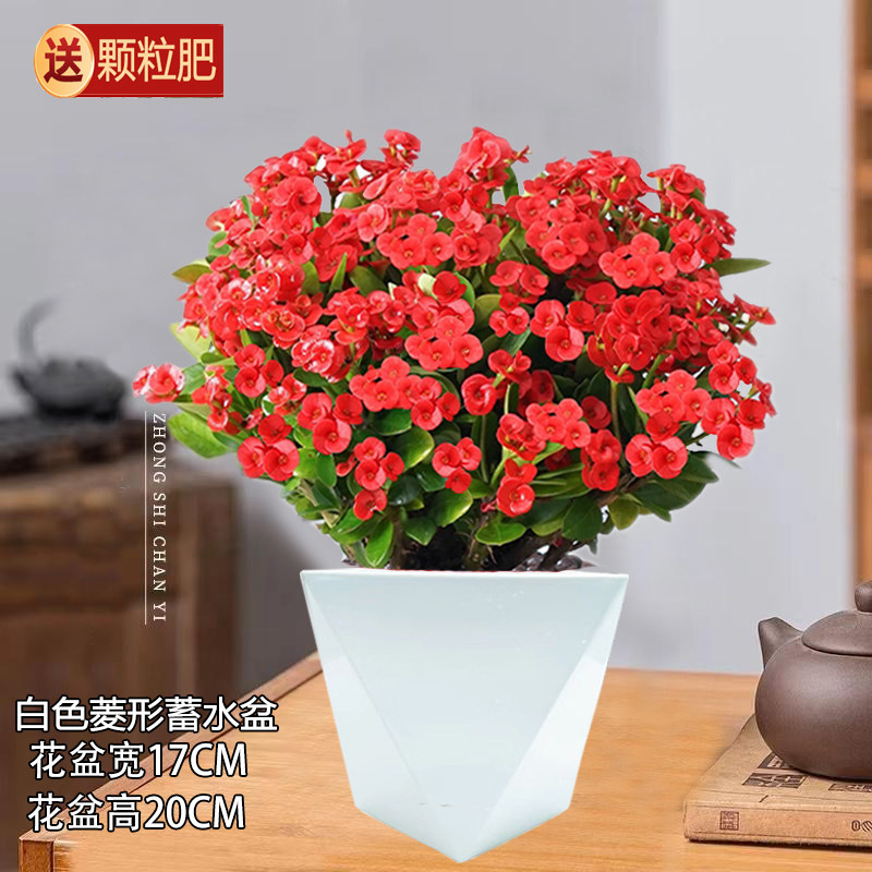 特大号铁海棠吉利红绿萝文竹栀子花发财树吊兰赤楠盆栽室内绿植花
