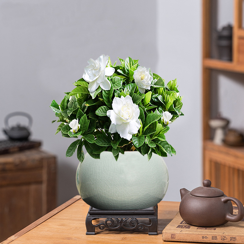 栀子花窗边办公室观赏陶瓷盆