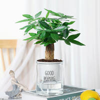 Money tree potted plants, ceramic potted plants, indoor flowers, soil-grown bonsai, living room green plants, money tree flowers thumbnail 3