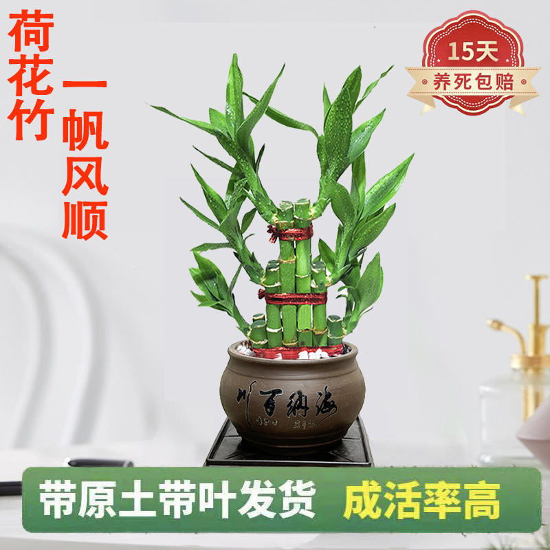 一帆风顺步步高荷花竹土培盆栽中式陶瓷盆室内净化空气好养活绿植
