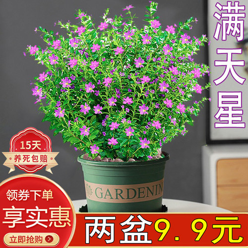 满天星室内四季开花美观花苞绿植