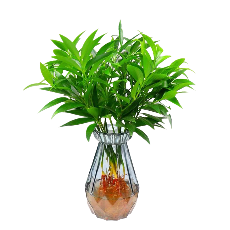 竹柏室内四季常青好养活水培植物