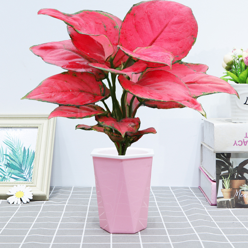 吉利红盆栽绿植花卉室内外客厅办公易养护红色植物吸水盆观赏美观