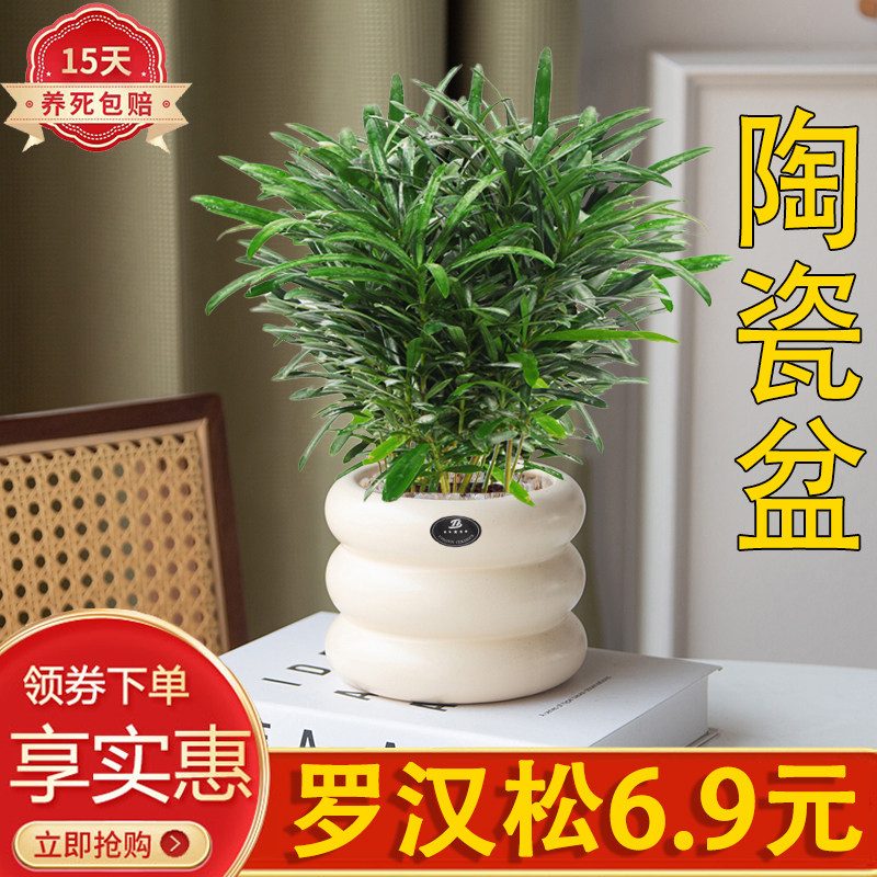 米叶造型罗汉松盆栽绿植好养活美观室内办公桌面四季常青美观陶瓷