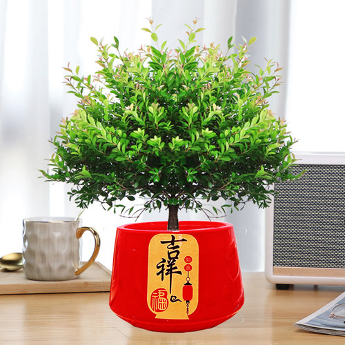 绿植盆栽赤楠办公室内