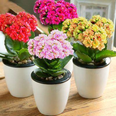 长寿花盆栽重瓣苗大植物办公室