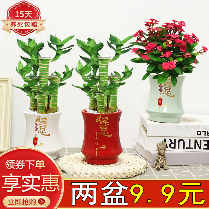 步步高室内客厅办公四季常青好养