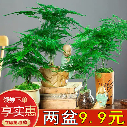 文竹盆栽室内花卉绿植大文竹净化空气植物绿萝客厅办公摆放四季常