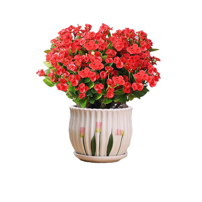 铁海棠花卉阳台四季开花陶瓷好养