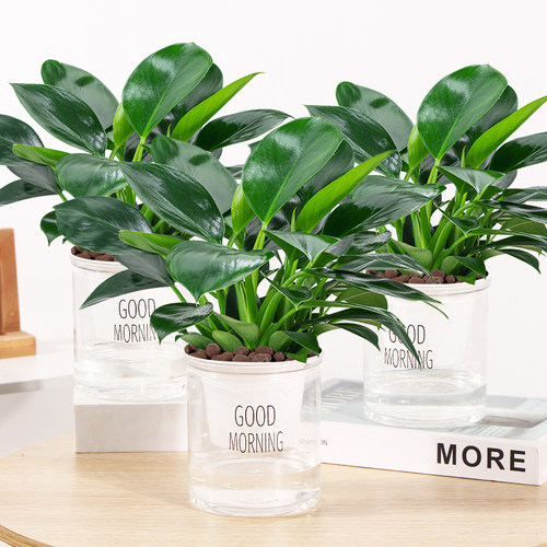 金钻绿公主室内四季常青好养活