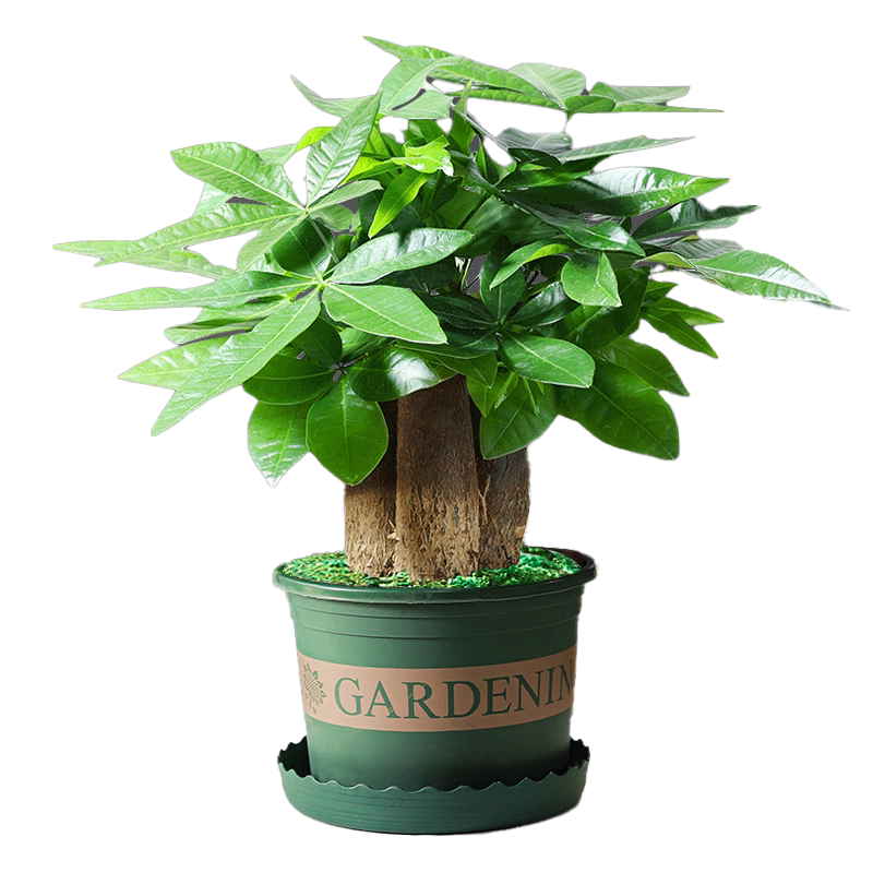 三杆发财树盆栽绿植花卉陶瓷好养活室内客厅四季常青净化空气耐旱
