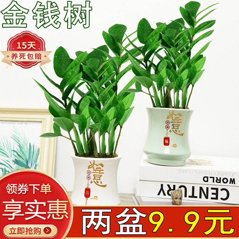 金钱树室内客厅四季常青招财好养