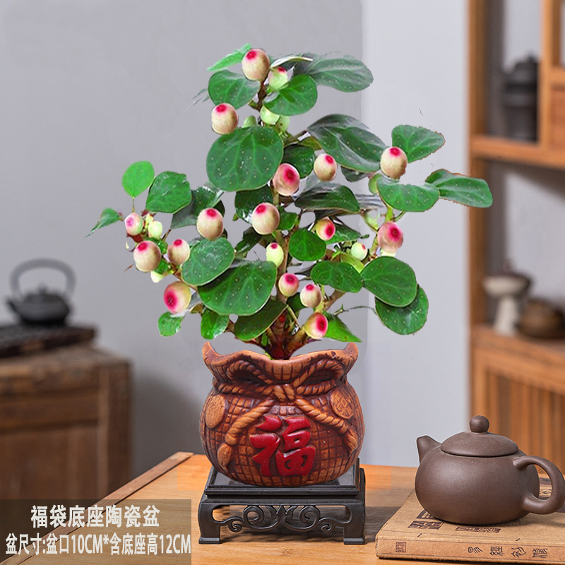 小盼菩提室内绿植花卉菩提树中式禅意桌面摆件饰物好养绿植盆景