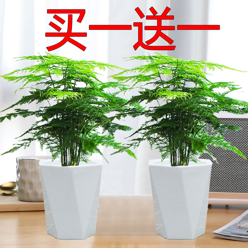 文竹盆栽室内绿植盆景四季长绿云竹花卉懒人桌面植物老桩小绿植