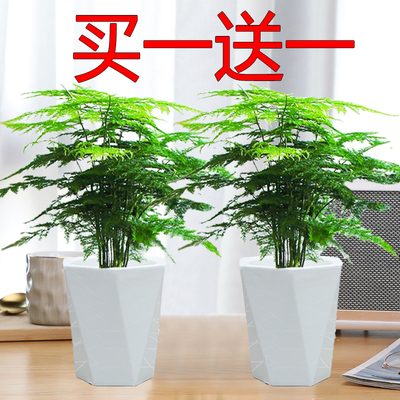 文竹盆栽室内绿植盆景四季长绿云竹花卉懒人桌面植物老桩小绿植