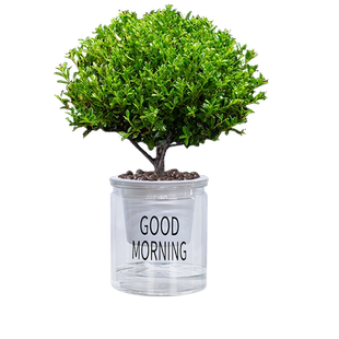 小叶赤楠盆栽绿植花室内客厅好养水土培净化空气老桩树苗四季常青