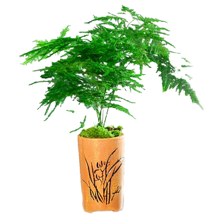 文竹盆栽绿植老桩树苗室内客厅好养易活美观四季常青懒人净化空气