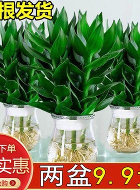 观音竹水培植物富贵竹多肉绿植物绿萝盆栽室内水养栀子花卉发财树