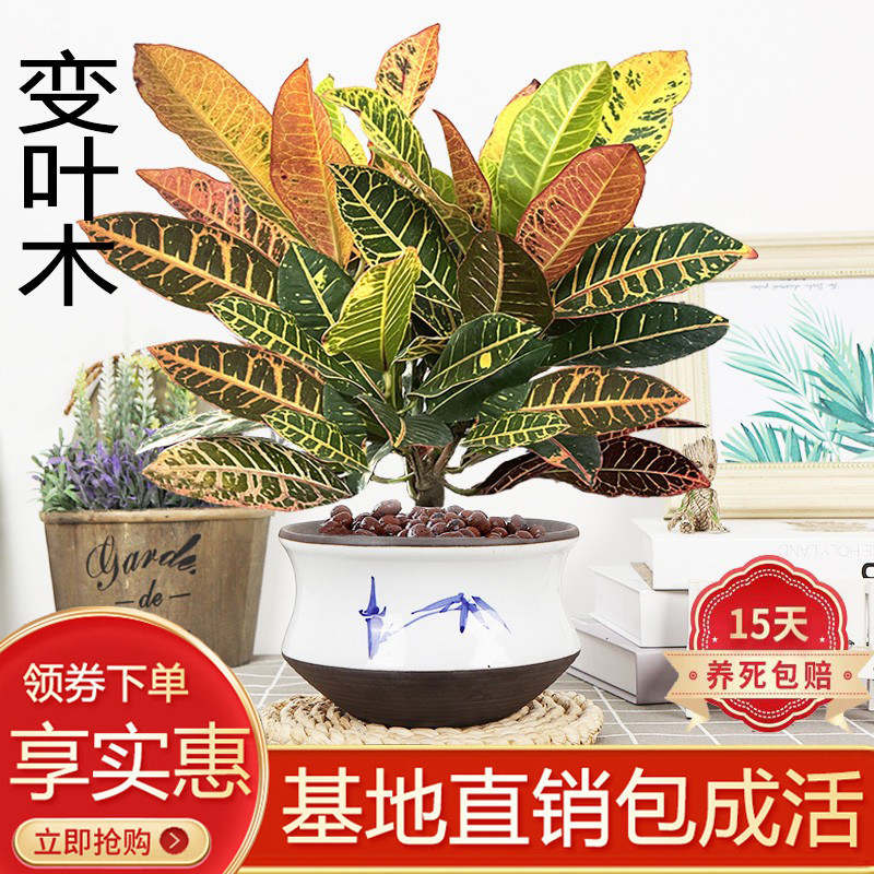 特大号七彩变叶木盆栽招财美观室内外客厅好养护易活叶大茂盛绿植