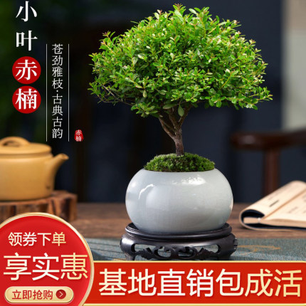 小叶赤楠盆栽绿植花室内客厅好养水土培净化空气老桩树苗四季常青
