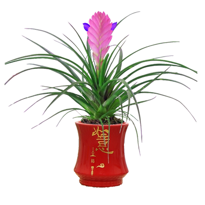 铁兰办公室客厅四季开花陶瓷盆