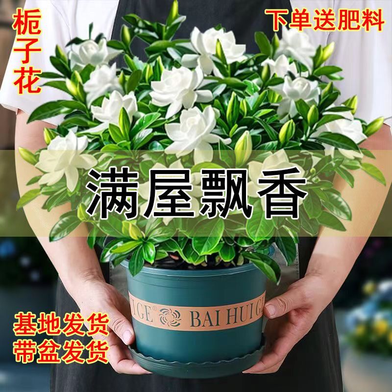 栀子花盆栽室内绿植花卉盆栽清香型大花带花苞四季好养净化空气