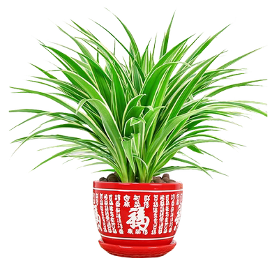 金边吊兰室内除甲醛防辐射好养活