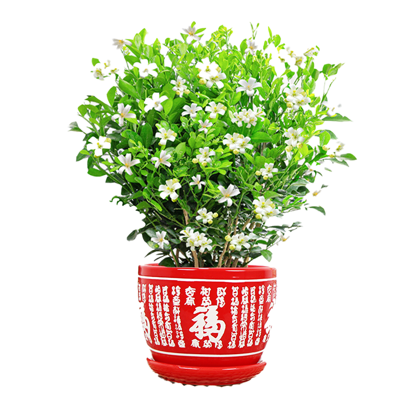 九里香室内四季芳香驱蚊好养活