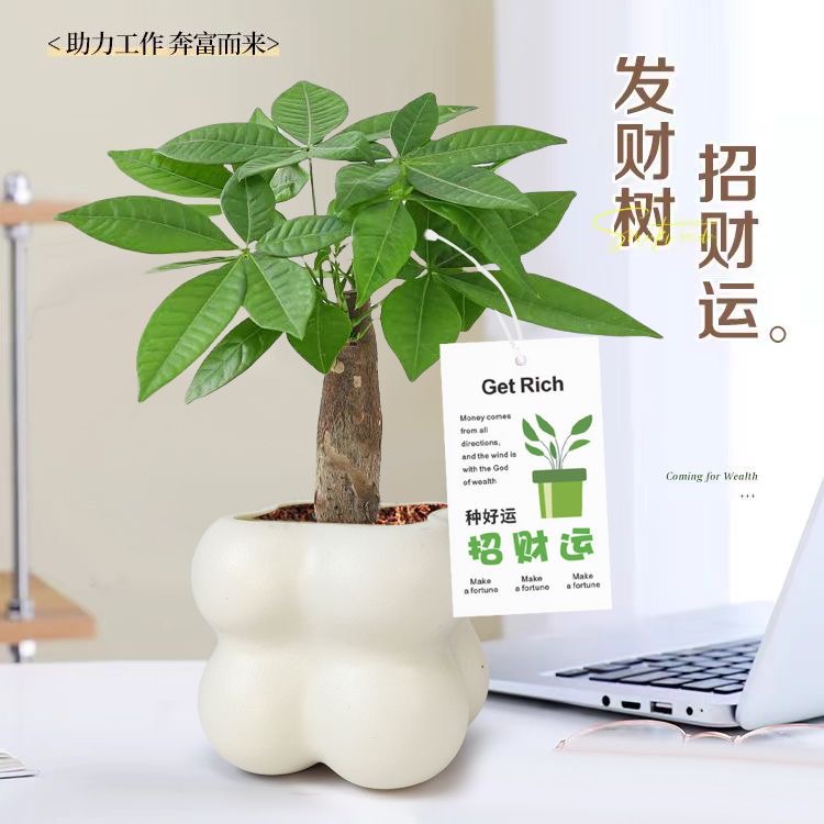 发财树【云朵ins网红花盆】绿植盆栽室内四季常绿植物北欧风桌摆