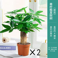 Money tree potted plants, ceramic potted plants, indoor flowers, soil-grown bonsai, living room green plants, money tree flowers thumbnail 2
