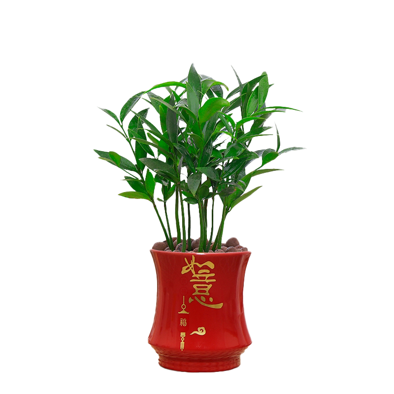 竹柏盆栽室内四季常青驱蚊植物