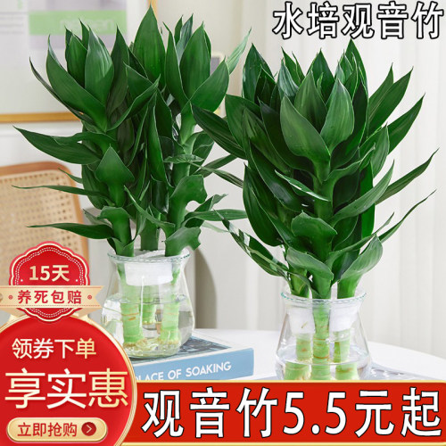 水培观音竹室内四季常青招财好养