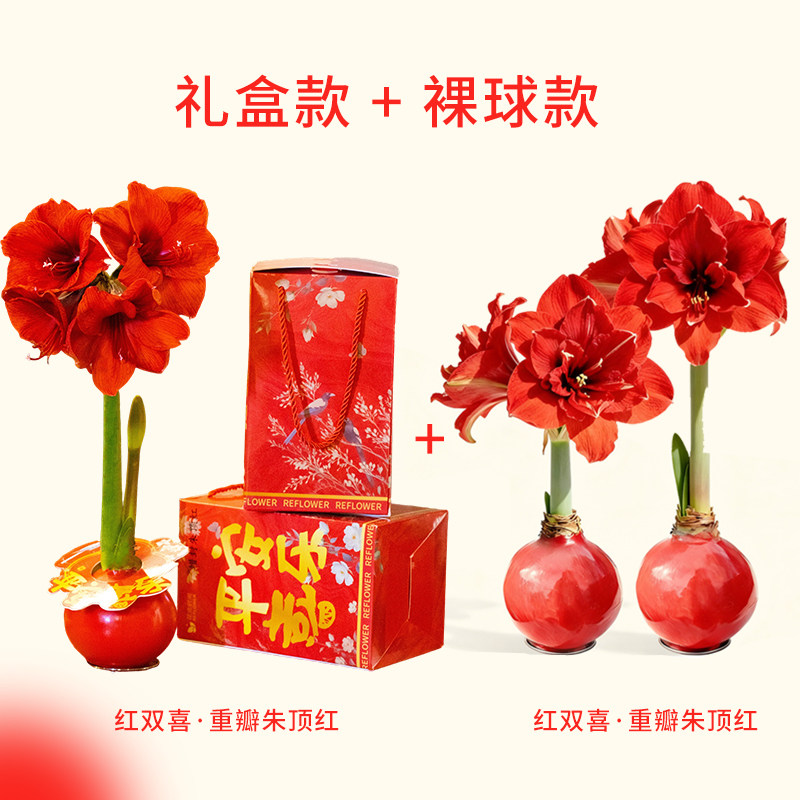 【李佳琦直播间】进口蜡封朱顶红种球重瓣蜡球室内绿植懒人好养,鲜花速递/花卉仿真/绿植园艺,种球/裸根,淘宝优惠券,粉丝福利购,淘宝优惠卷