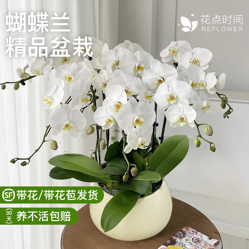 大盆蝴蝶兰盆栽送礼推荐
