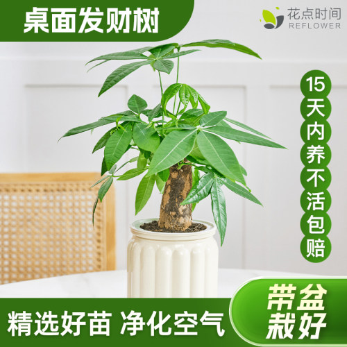 花点时间绿植办公室盆栽好养活