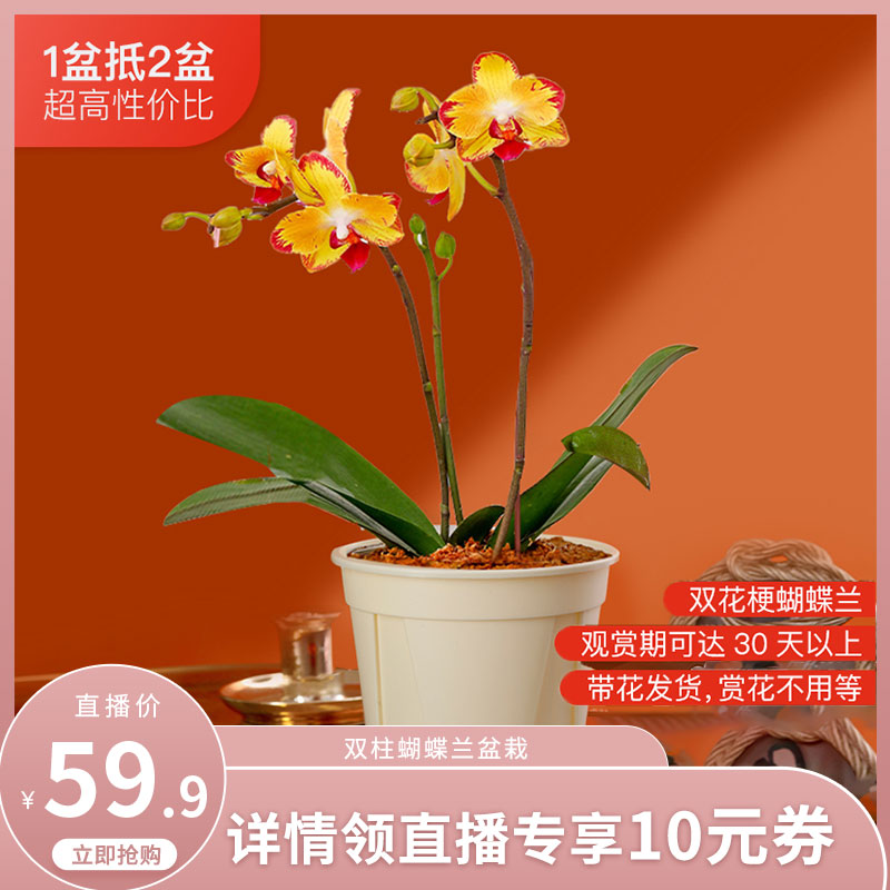 花点时间 蝴蝶兰鲜花盆栽 39.9元包邮（需领券）