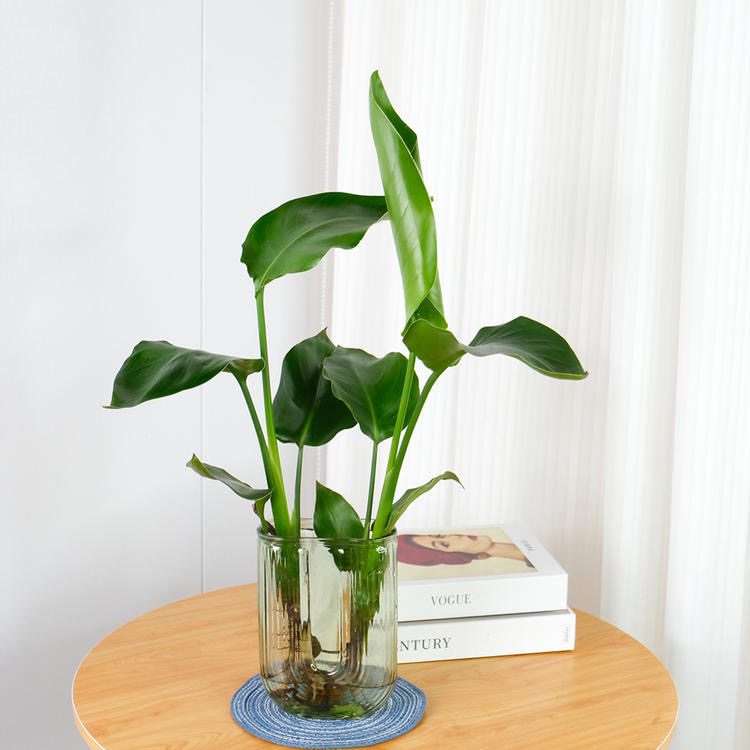 花点时间夏季天堂鸟水培南天竹绿植夏天清凉感植物桌面盆栽属于什么档次？