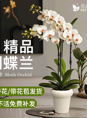 蝴蝶兰盆栽带花兰花室内客厅阳台花卉绿植好养易活的植物开花花苞