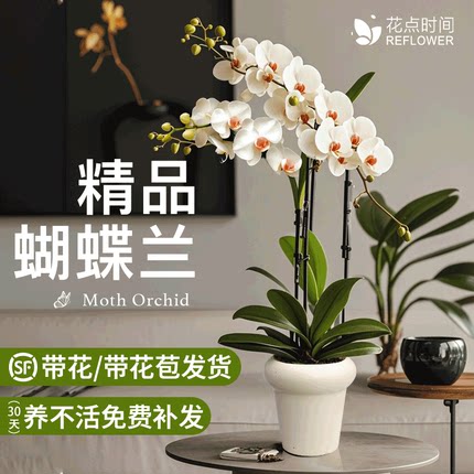 蝴蝶兰盆栽带花兰花室内客厅阳台花卉绿植好养易活的植物开花花苞