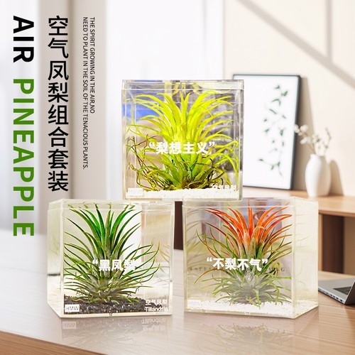 花点时间空气凤梨无土植物