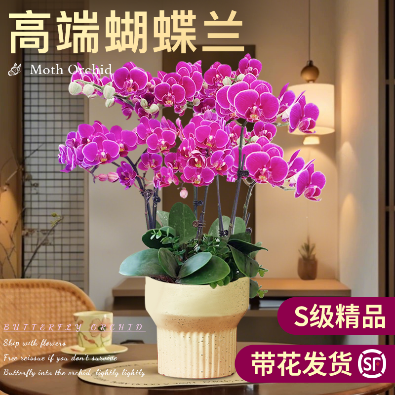 精品大盆蝴蝶兰送礼推荐