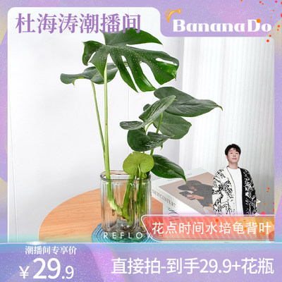 【BananaDo专属】花点时间龟背竹叶水培植物室内桌面小办公室绿植