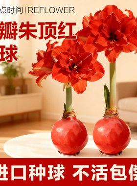 花点时间蜡封朱顶红种球进口重瓣蜡球室内年宵花卉绿植盆栽新年礼