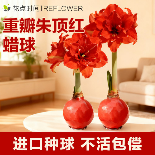 蜡封朱顶红种球好养绿植无需水土