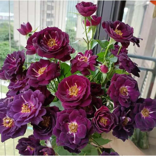 午夜深蓝月季玫瑰花爬藤灌木浓香多季节开花花量巨大盆栽庭院玫瑰